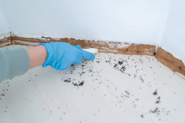 Best Pest Control for Homes  in Ransomville, NY